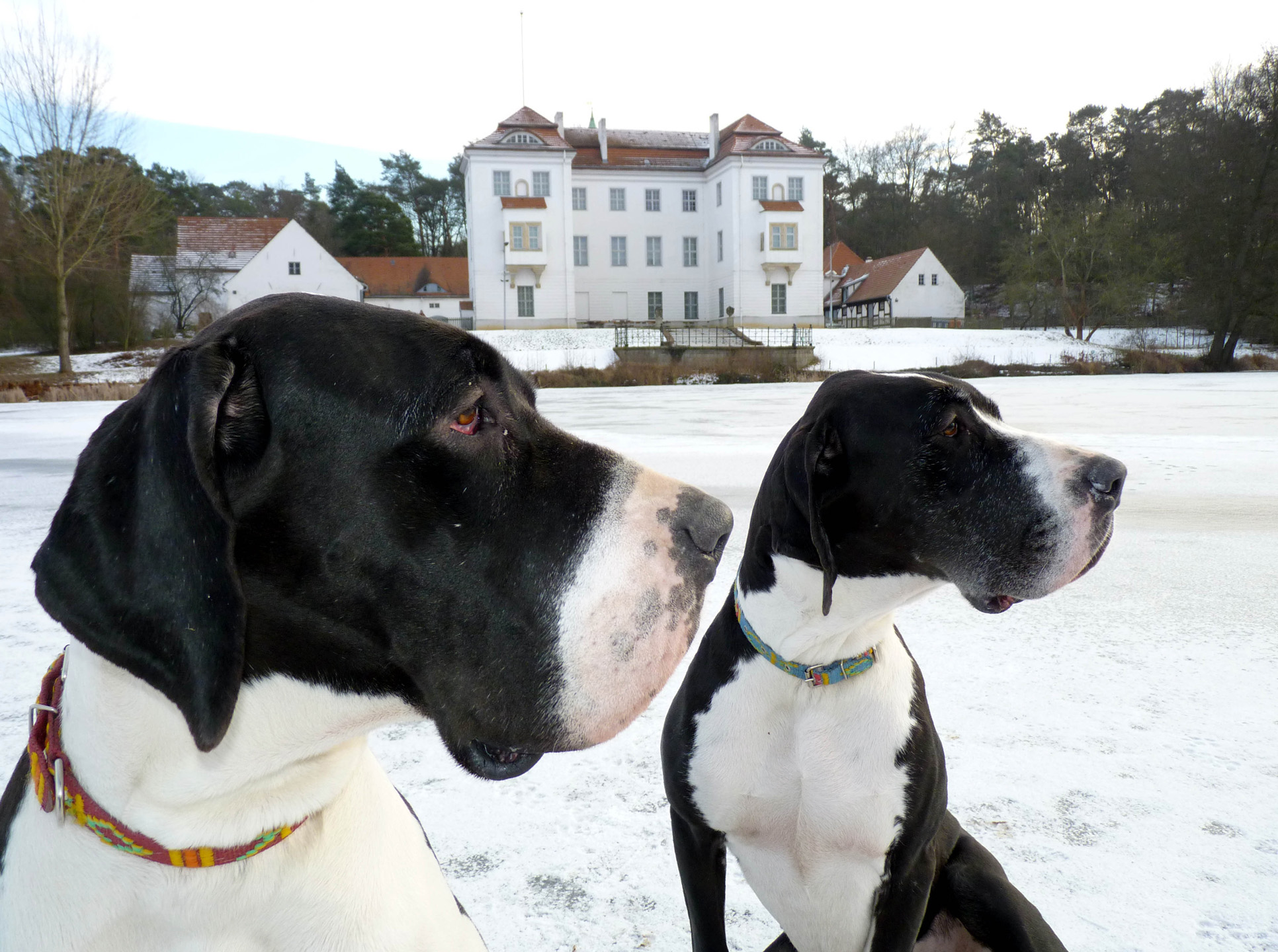 Deutsche Doggen vor Schloss Grunewald