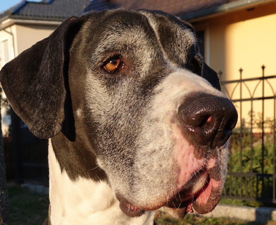 Deutsche Dogge Indra