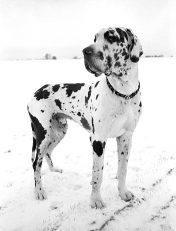Deutsche Dogge Baal