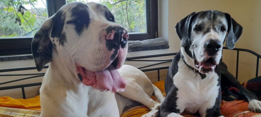 Deutsche Dogge Nino mit Urgroßmutter Indra