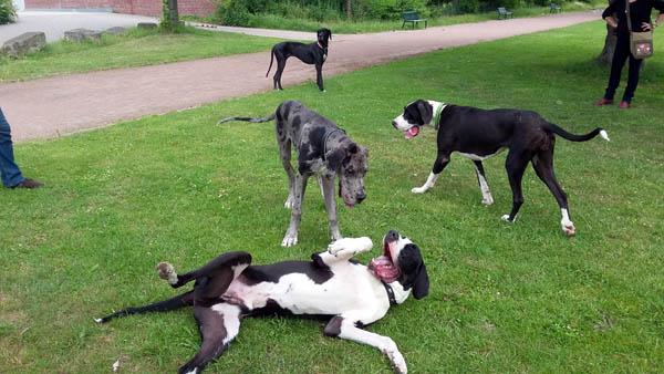 Deutsche Doggen im Spiel