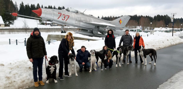 Deutsche Doggen in Morgenröthe Rautenkranz