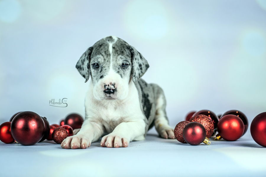 Grautigerhuendin 4 Wochen alt Harlekin Dogge Gina