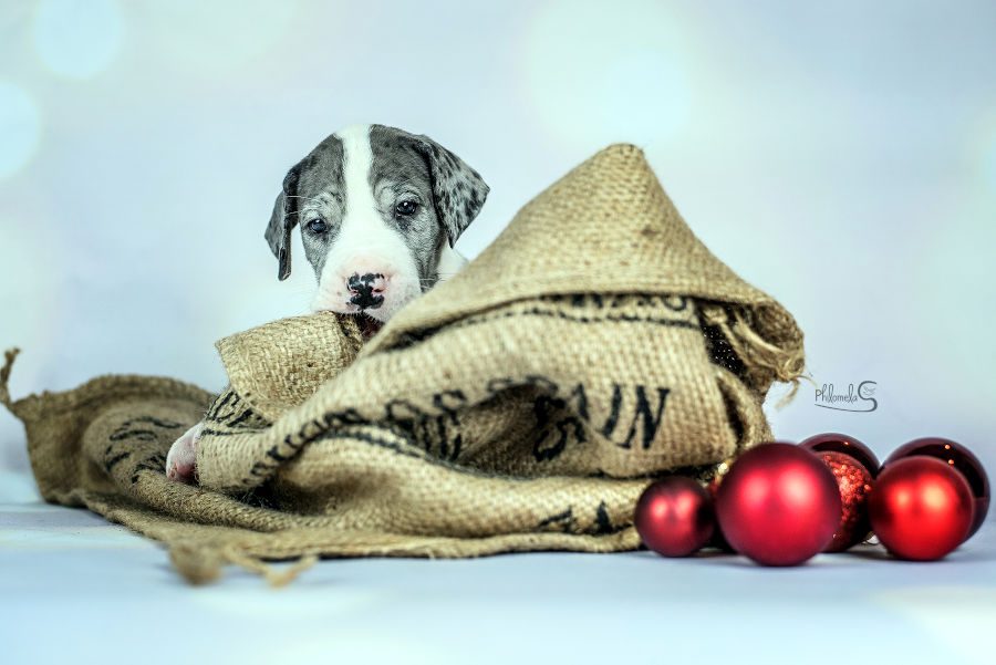 Grautigerwelpe- gefleckte Deutsche Dogge