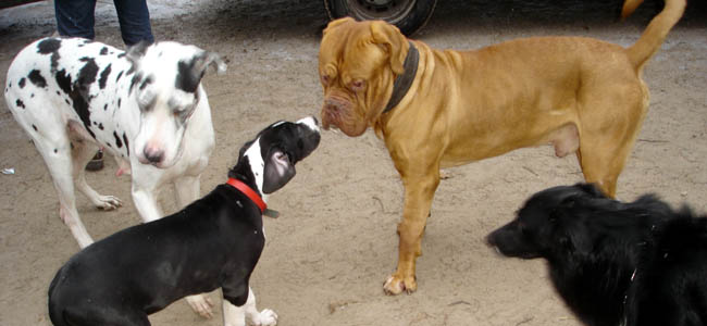 Erster Kontakt mit fremden Hunden