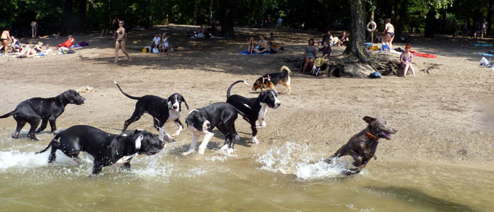 Doggenwelpen im Berliner Grunewald