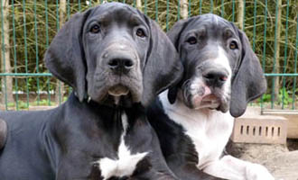 Doggenwelpen Jessy Jette