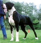 >Eros Deutsche Dogge