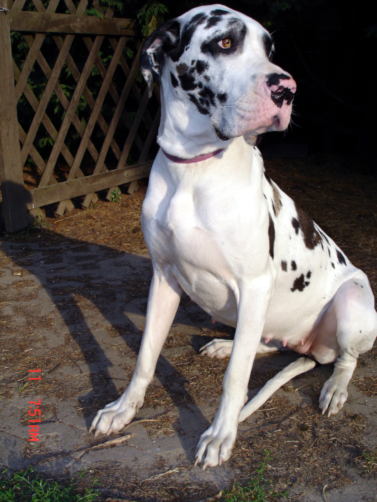Deutsche Dogge Gina