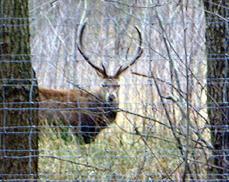 Rothirsch im Grunewald Jan./ 07