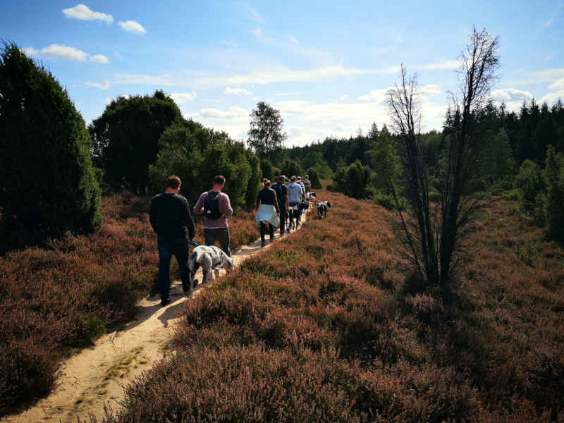 Mit Deutschen Doggen in der Heide