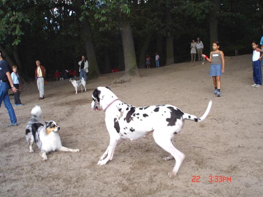 Dogge Jana mit Listenhund