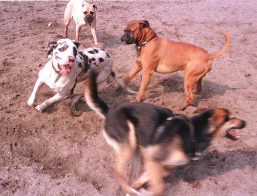 Deutsche Dogge Spiel