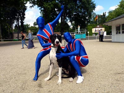 Deutsche Dogge 22 Monate alt