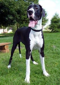 Deutsche Dogge 22 Monate alt