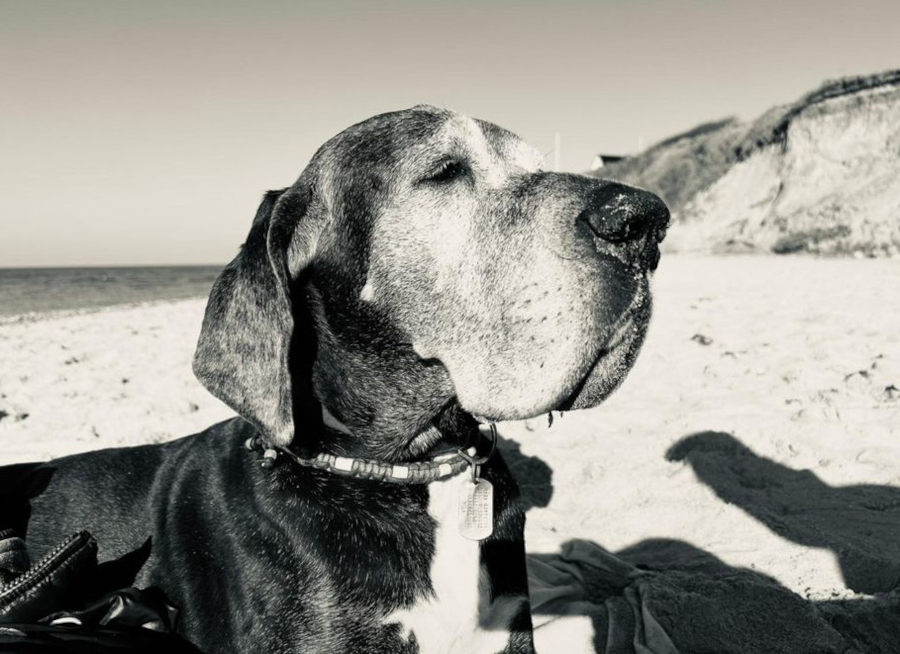 Deutsche Dogge Jara vom Gehrensee