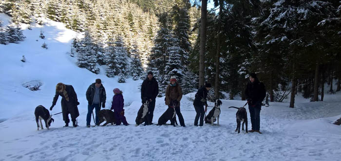 Treffen Deutsche Doggen Gehrensee