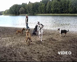 YouTube-Video