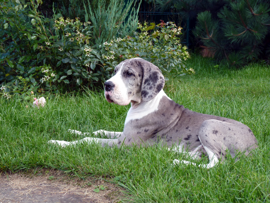 Grautiger Dogge Lars