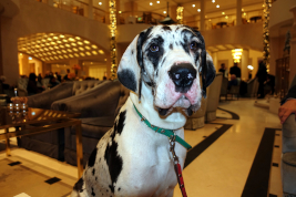 Deutsche Dogge Lena im Adlon Berlin