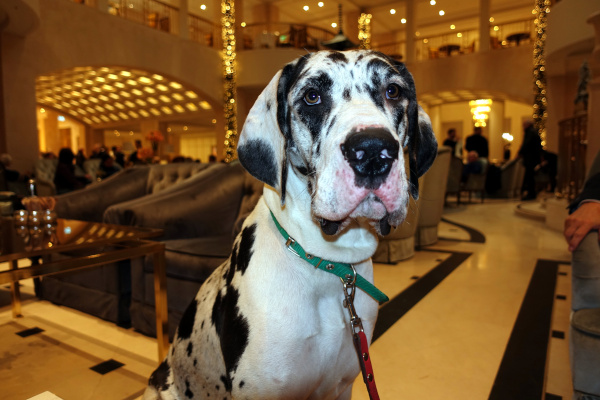 Doggenhündin im Adlon