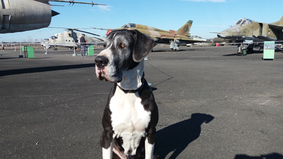 Seniordogge Indra in Berlin-Gatow Deutsche Dogge Indra in Gatow