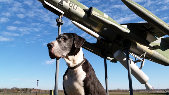 Deutsche Dogge - Mantel