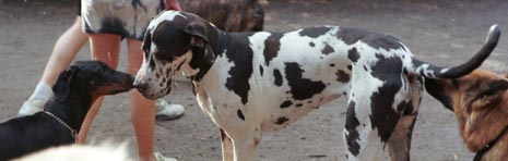 Kontakt mit fremden Hunden